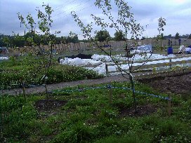 appletrees-small.jpg