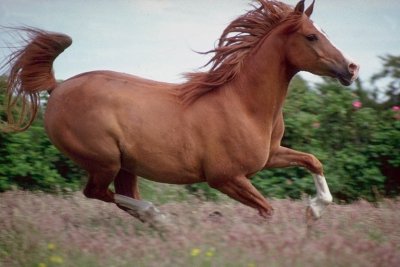running-horse.jpg