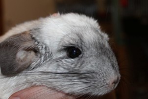 silver20aug2013.jpg