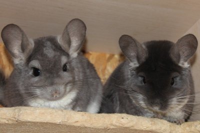 /ariellpascal145sept2014.jpg