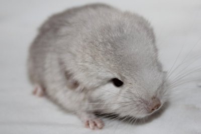 /jellybean26jan2015.jpg