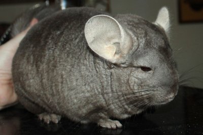 /ronja10sept2014-2.jpg