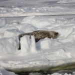 Weddell zeehond