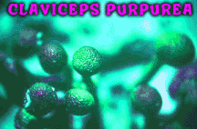 [ tweaked image of Claviceps Purpurea]