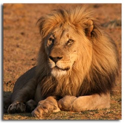 male-lion-1.jpg