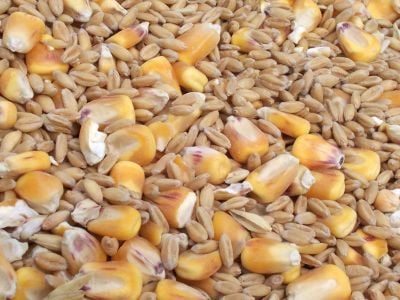 Spannmål och majs - råvaror att investera i