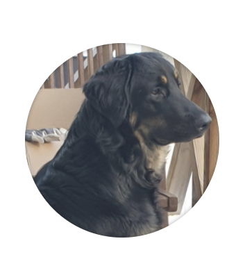 hunden Qrut – Glad kundmottagare på vår redovisningsbyrå i Uppsala