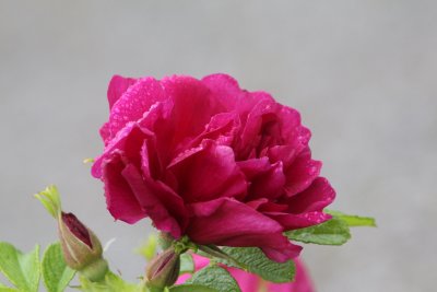 /img_2572.jpg