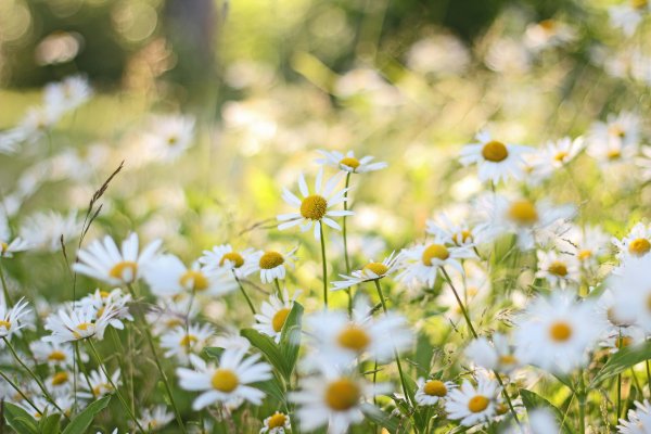/flowers1_edited-2.jpg