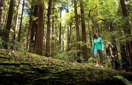redwood-hike