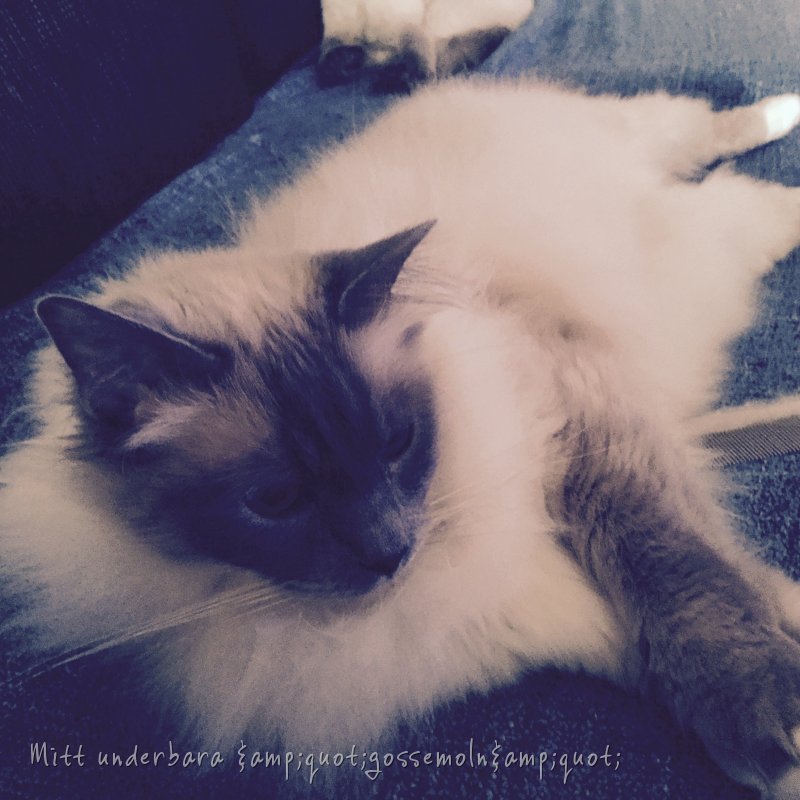 mirakelkammen ragdoll