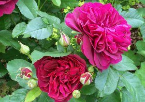 /darcey-bussell.jpg