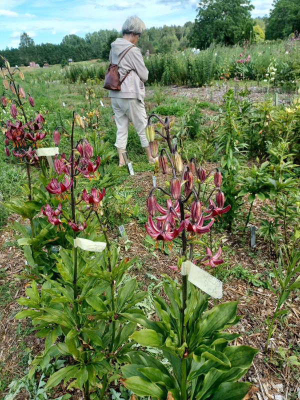 STA-resan till Baltikum