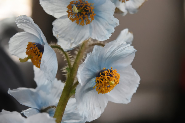 The challenge of growing Himalayan Alpine plants