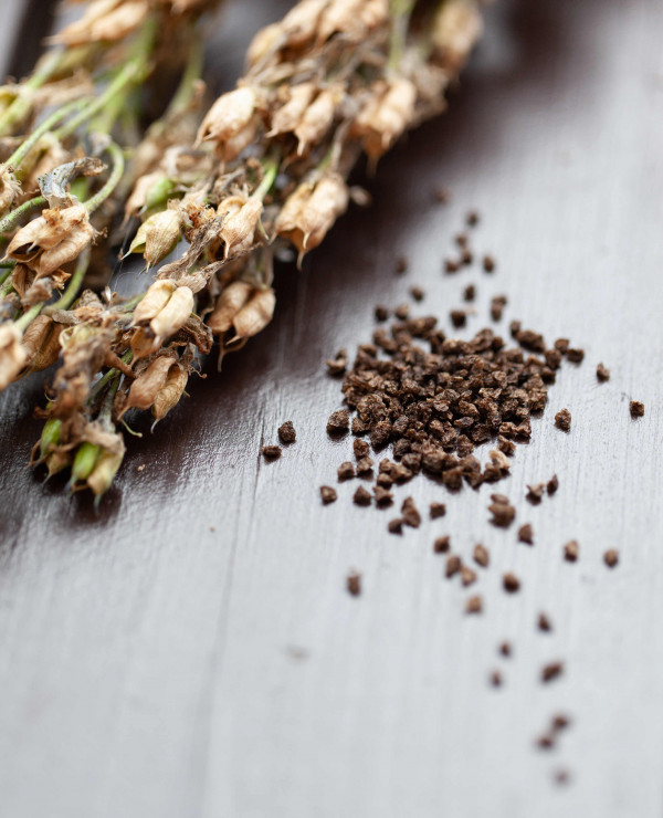 Frö- och sticklingsträff