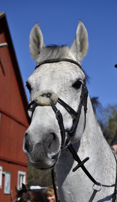dsc0731-hf.jpg