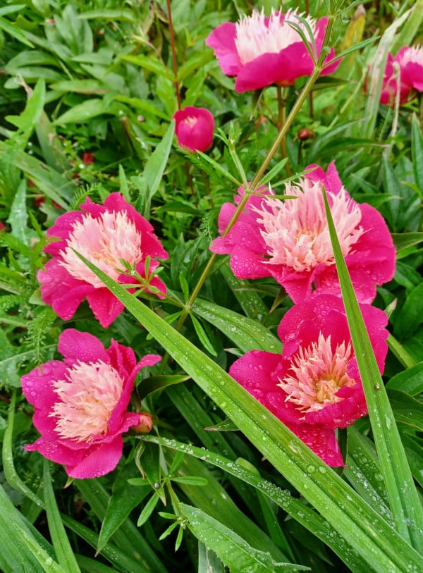 STA-resan till Baltikum