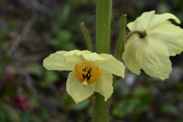 The challenge of growing Himalayan Alpine plants
