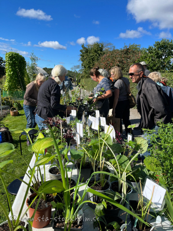 Växtmarknad på Bergianskas höstfest