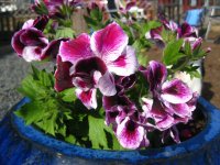 Mina pelargoner