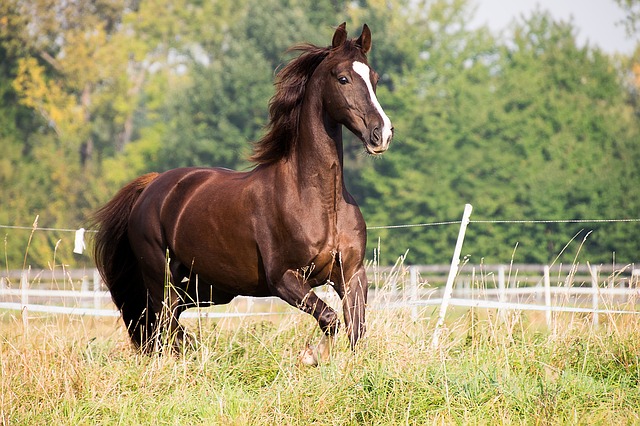 horse-3567091