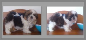sigge-simba-6v2.jpg