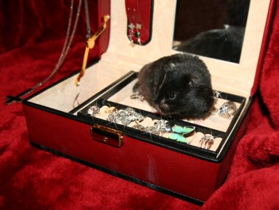 terrahamster3.jpg