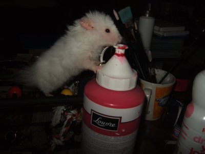 dscf7331.jpg