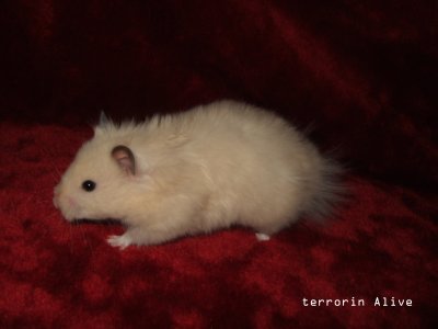 elsa-terrorin-alive-2.jpg
