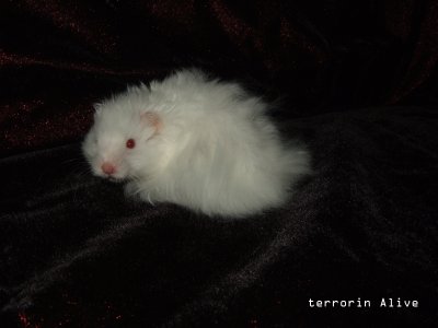 dragonlord-terrorin-alive.jpg