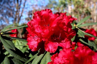 rhododendron-rod.jpg (400×267)