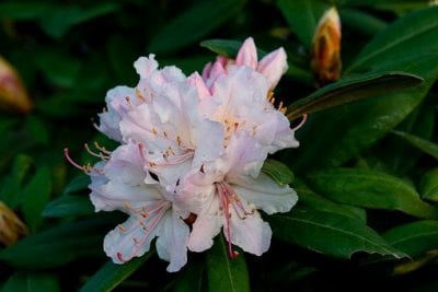rhododendron.jpg (400×267)