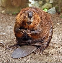 210px-american-beaver.jpg