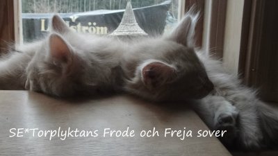 frode-och-feja-sover.jpg