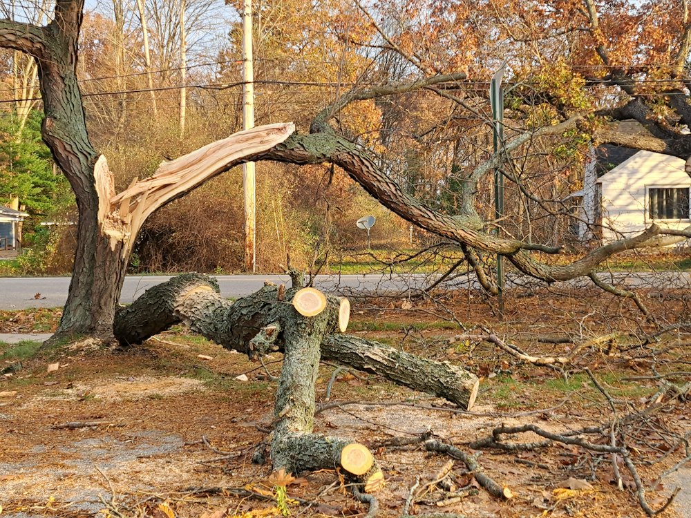 Stormskadat träd som brutits av på en villatomt