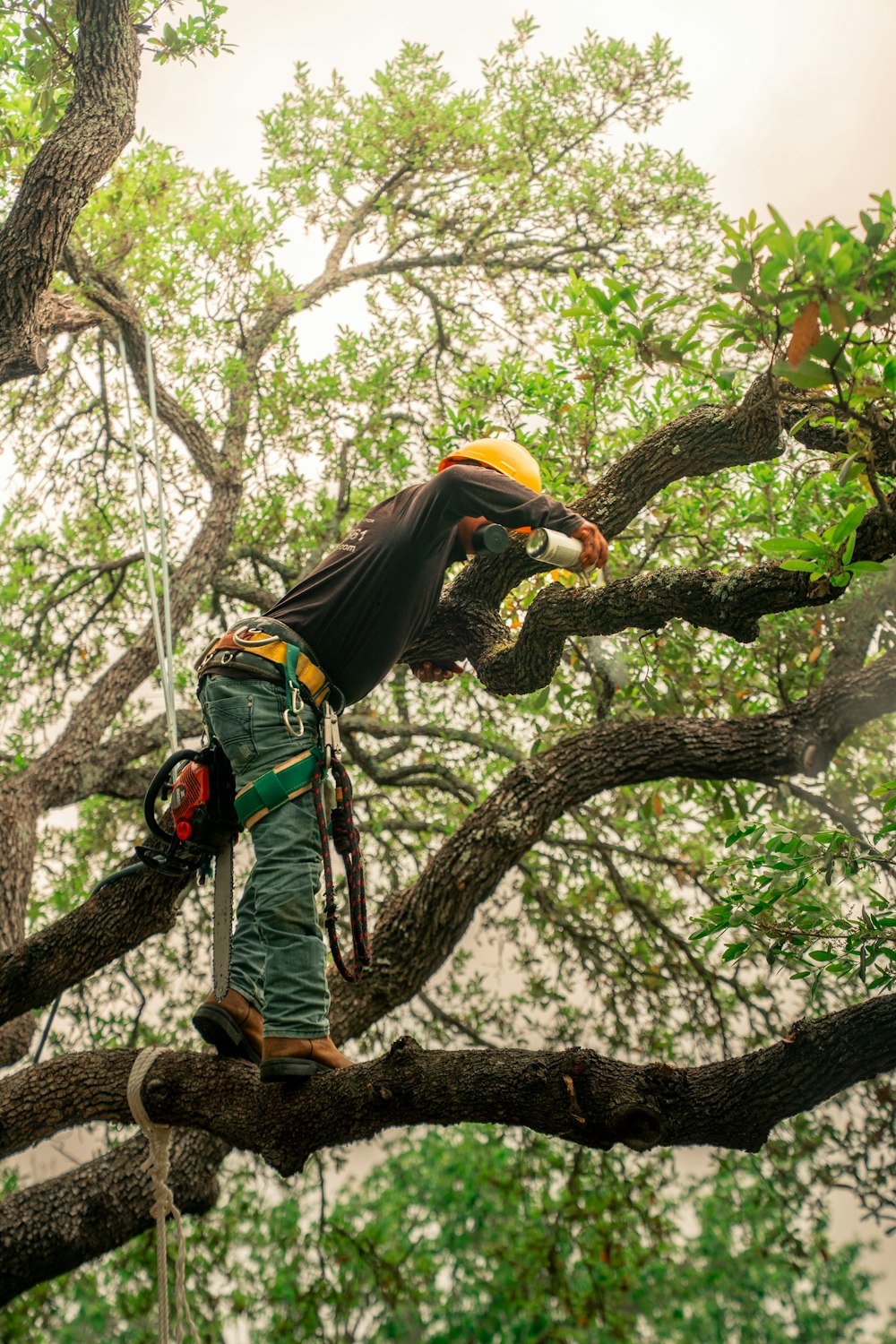 Arborist beskär grenar i ett lövträd