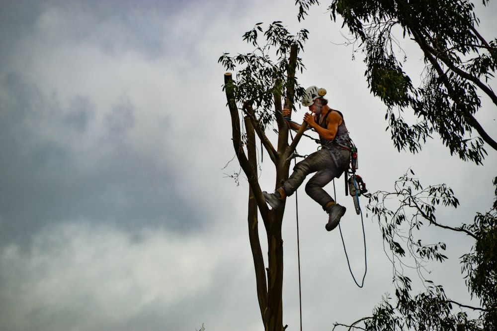 Arborist säkrad i rep högt upp i ett träd