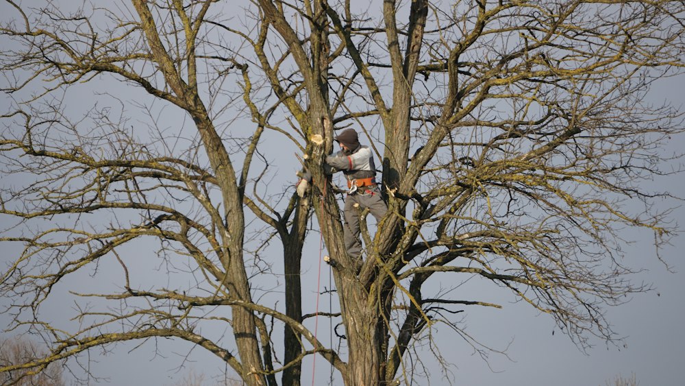 Arborist beskär en stor trädkrona med säkerhetssele