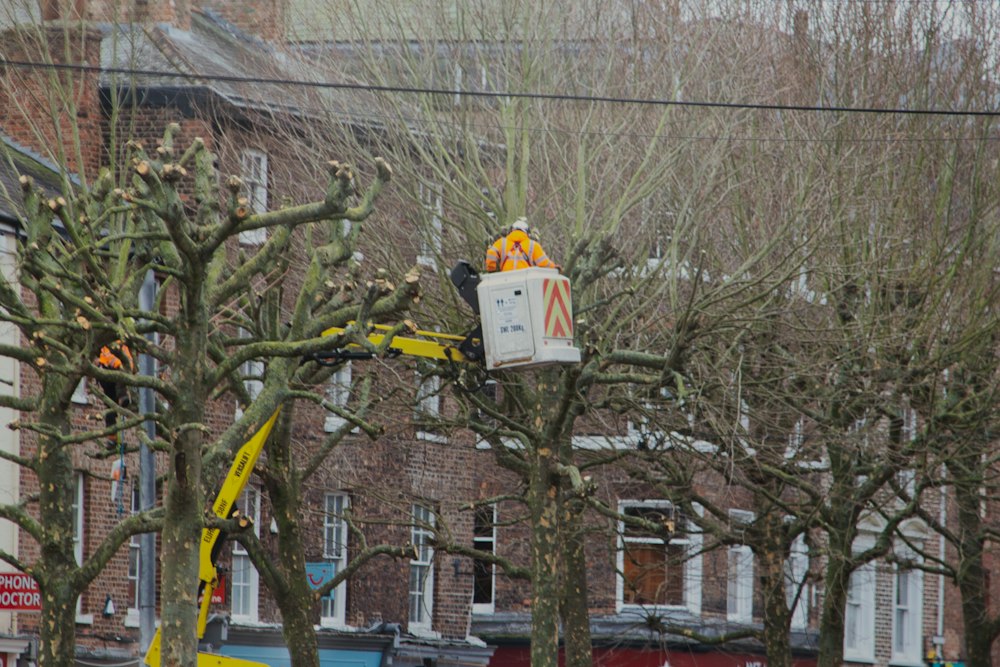 Arborist arbetar från skylift i en trädkrona