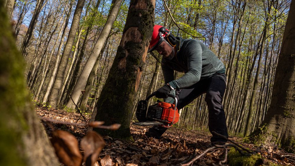 Trädfällare sågar ett träd i skogen