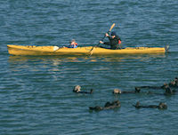 Kayak Kayak