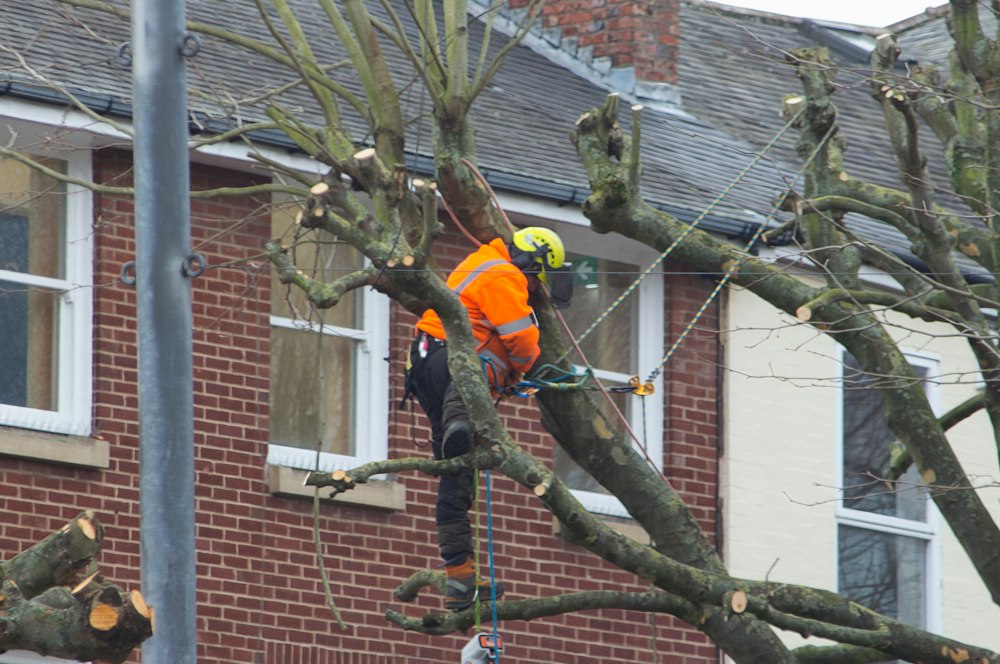 Arborist arbetar i ett träd intill ett bostadshus