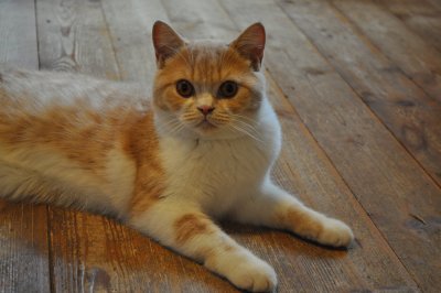 nellie-pa-golvet.jpg