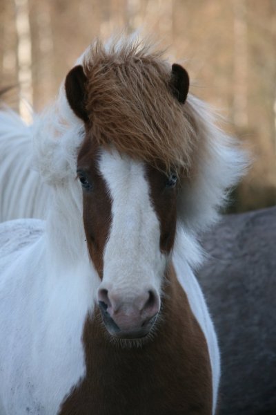 glirna-2012.jpg glirna-2012.jpg