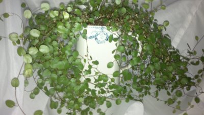201111052871.jpg