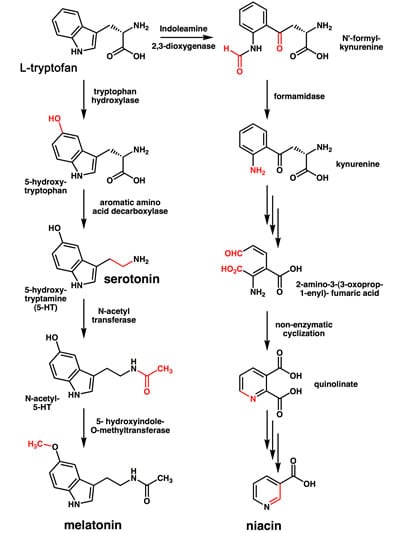 l-tryptofan-syntesen