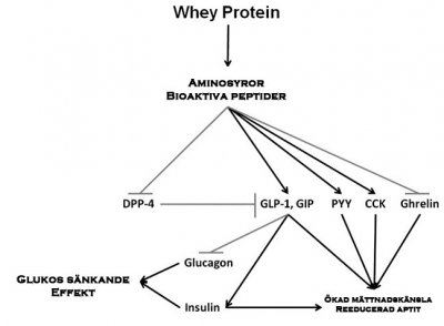 whey-proteinpulver-effekter-insulin-glucagon-och-glukossankning.jpg