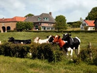 Prachtige ligging met koeien
