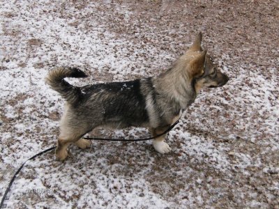 kollar-in-alla-andra-hundar.jpg